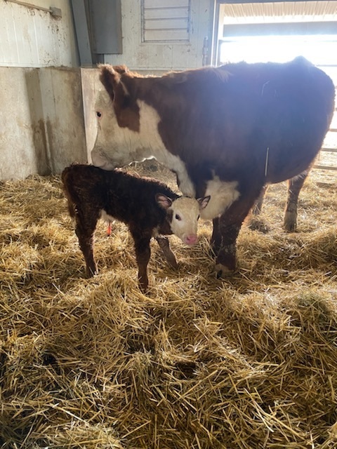 calf